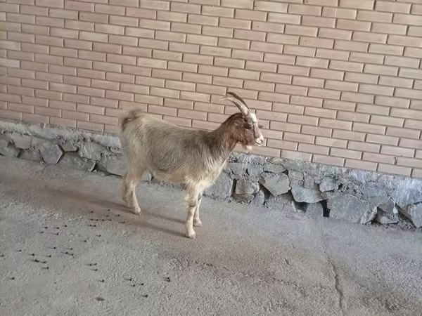 Коза, Alpine goat