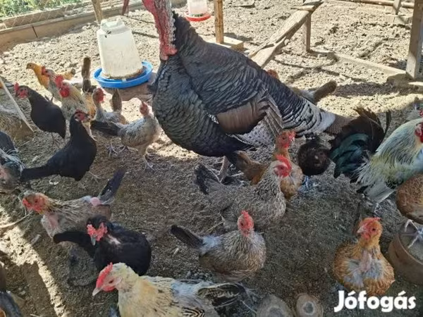Turkeys
