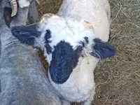 Ovan, Valais Blacknose sheep — fotografija 1