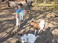 Taka, Dutch Landrace goats — 1-rasm