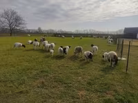 Baran, Dorper sheep — zdjęcie 2