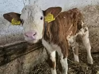 公牛, Simmental cattle — 照片 3