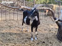عنزة, Toggenburg goat — الصورة 8
