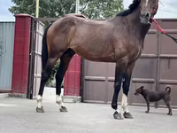 Pastuv, Thoroughbred horse — fotografija 5