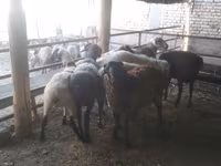 Ram, Arabi sheep — photo 6