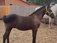 Pastuv, Lipizzaner — fotografija 4