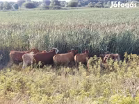 Krava, Simmental cattle — fotografija 3
