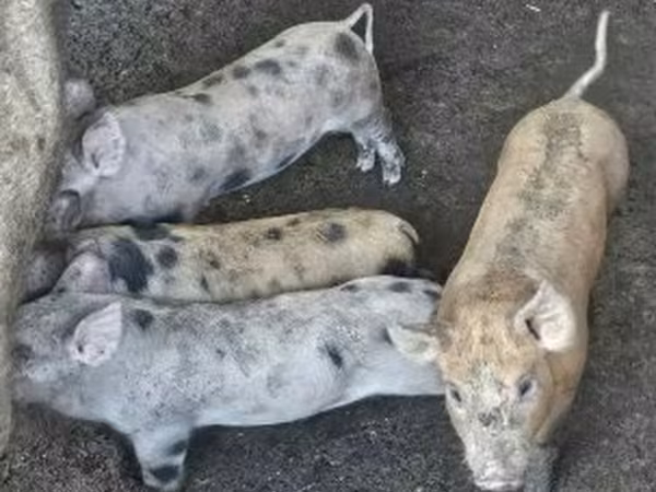 Pigs (batch, sex not specified), Pigs