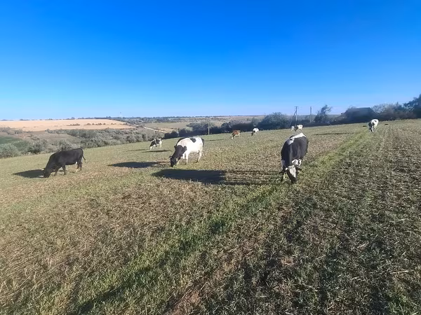 Krowa, Simmental cattle