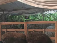 Brebis, Moutons — photo 1