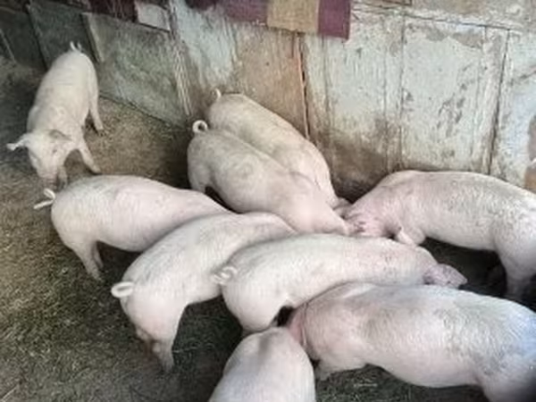 Cerdos (lote, sexo no especificado), Крупная белая