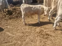 Bik, Charolais cattle — fotografija 5
