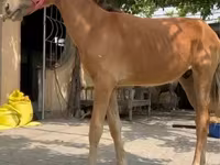 Pferde (Partie, Geschlecht nicht angegeben), Kyrgyz Horse — Foto 4