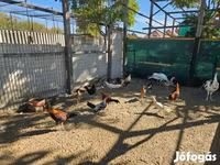 Ayam Ketawa — Foto 1
