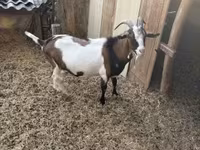 Cabro, Cabras — foto 4