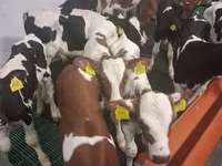 Byk, Russian Black pied cattle — zdjęcie 5