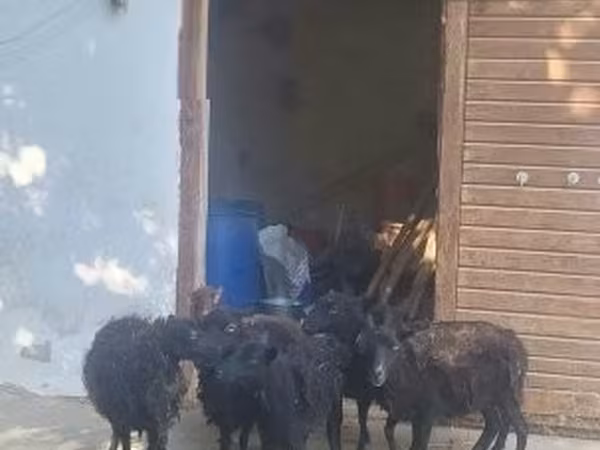 雌羊, Ouessant sheep