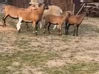 Owca, Cameroon sheep — zdjęcie 2