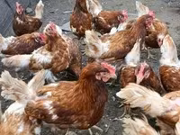 Chickens — zdjęcie 3