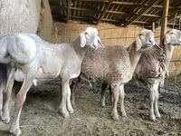 Baran, Owce — zdjęcie 3