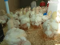 Chickens — 照片 2
