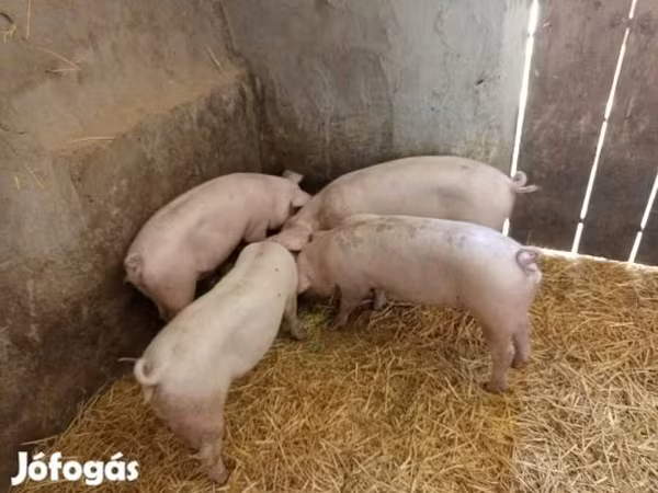 Krmača, Свиње