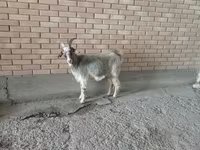 Коза, Alpine goat — фото 2