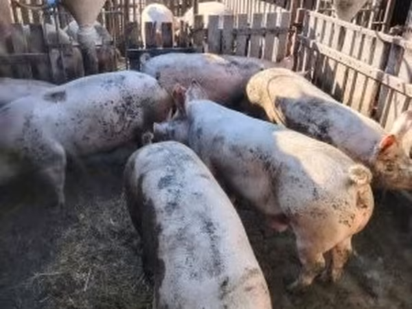 मादा सूअर, Крупная белая