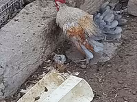 Chickens — fotografija 2