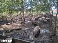 Sow, Вьетнамская вислобрюхая — photo 3