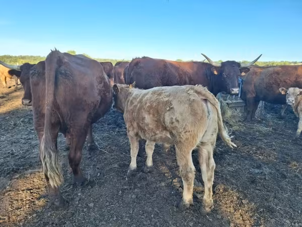 Корова, Salers cattle