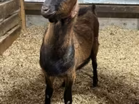 Jarac, Alpine goat — fotografija 1