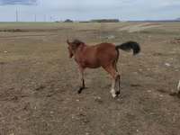 Égua, Cavalos — foto 4