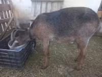 Dişi keçi, Nubian Goat — foto 1