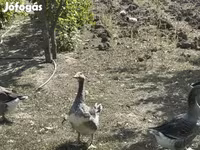 Geese — fotografija 5