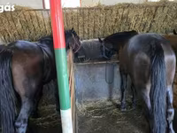 公马, Nonius horse — 照片 3