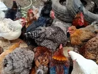 Chickens — 照片 4