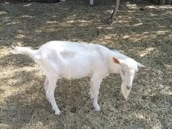 تيس, Saanen goat