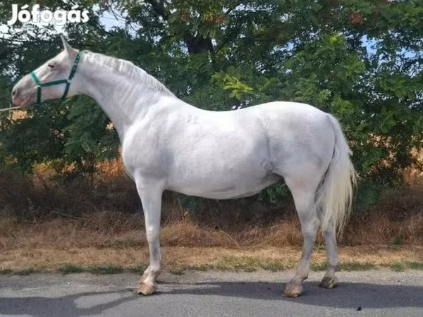 فرس, Lipizzaner