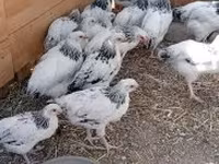 Ducks — الصورة 4