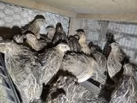 Quails — zdjęcie 3