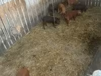 Boar, Мангалица — photo 5