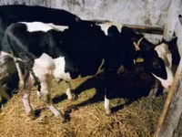 गाय, Russian Black pied cattle — फ़ोटो 1