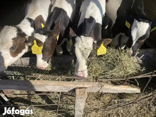 公牛, Simmental cattle