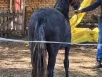 Kobila, Коњи — fotografija 6