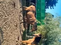 Madyan, Arabian horse — foto 5