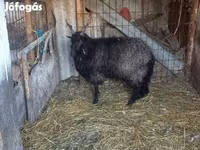母羊, Racka sheep — 照片 4