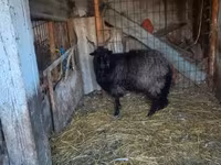 Қой, Racka sheep — 2-сурет