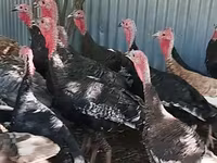 Turkeys — fotografija 4