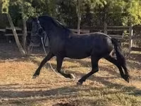 Jument, Friesian — photo 1